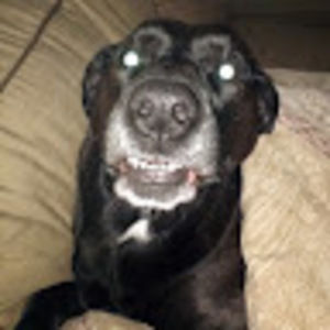 Meet your Posher, Winston